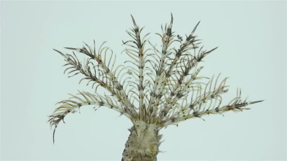 Polychaeta Worm Family Sabellidae Under a Microscope alt