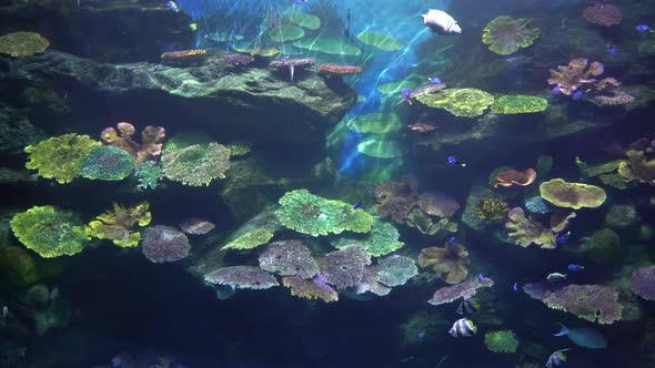 Tropical Undersea World of Coral Reef with Angelfish and Surgeonfish  alt