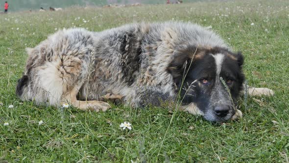 A Large Fluffy Dog with a Sad Look Lies on the Grass of a Green Mountain Meadow and Looks Up with