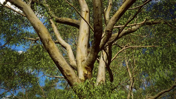 Eucaliptus in Australia Red Center alt