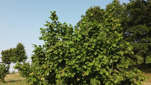 Hazelnut Trees Agriculture alt