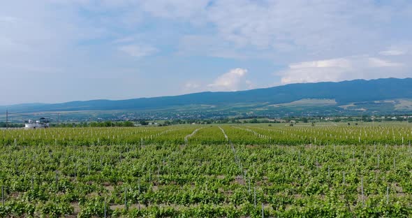 Panorama Of Vast Grape Fields At Domeniile Panciu In Romania. aerial alt