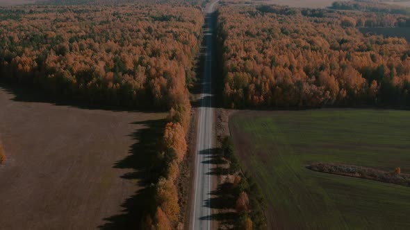 Road between yellow and green autumn forest and fields in Ural