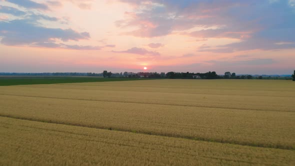 Wheat Field at Sunset alt