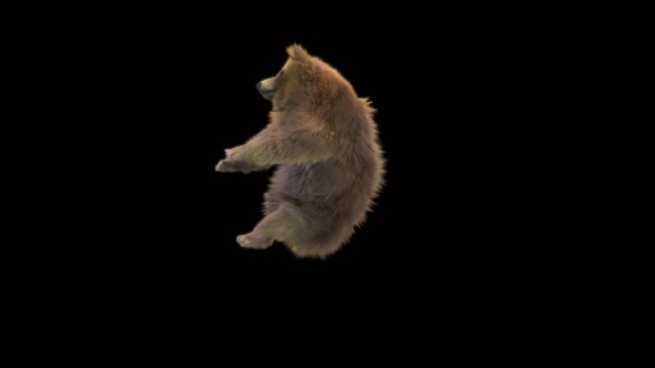 178 Bear Standing React Death Backward 4K alt