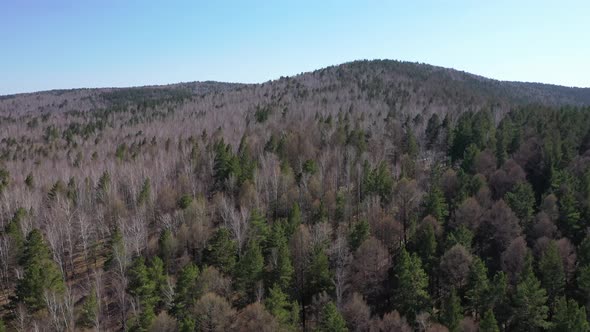 Spring birch grove aero view