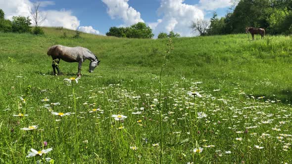 A Horse Grazes on a Green Field with Daisies and Other Flowers