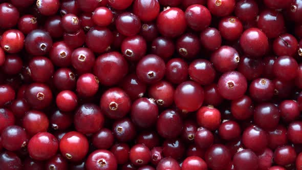 Harvest the red fresh cranberry, close up. Red berries background, rotates alt