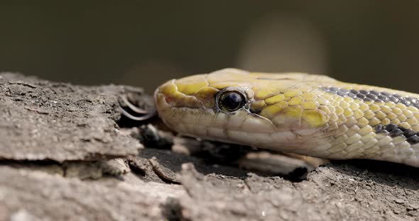 Closeup of a Trinket snake with its tongue on the wood, scales closeup macro shot alt