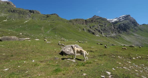 Dog keeping sheeps, Vanoise national park, Savoie department, France alt