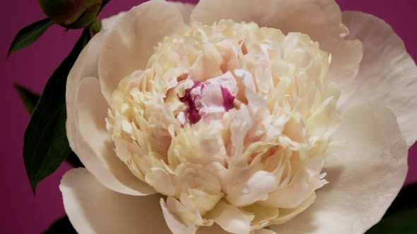 Timelapse Closeup of Blossoming Blooming Beautyful Peony of Pink Color.  Video alt