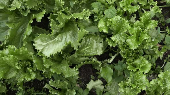 Lettuce Salad in a Vegetable Garden