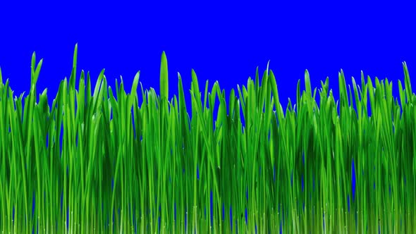 Grass And Oat  Growing Time Lapse, Footage With Alpha Channel 