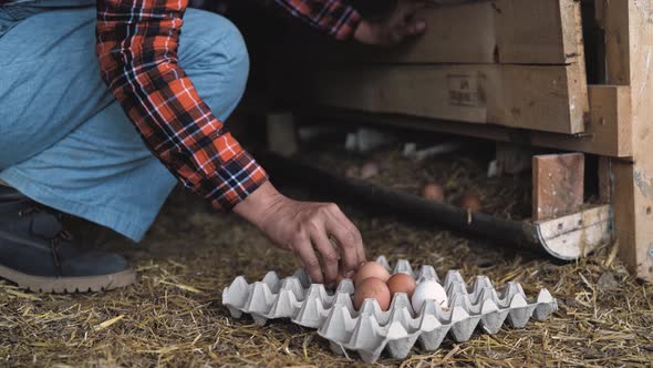 Female Farmer Picking Up Fresh Eggs In Henhouse Farm People Lifestyle