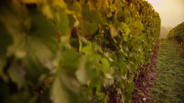 Vineyard at sunrise. Shot on RED EPIC for high quality 4K, UHD, Ultra HD resolution. alt
