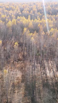 Vertical Video of a Beautiful Forest in the Afternoon Aerial View alt