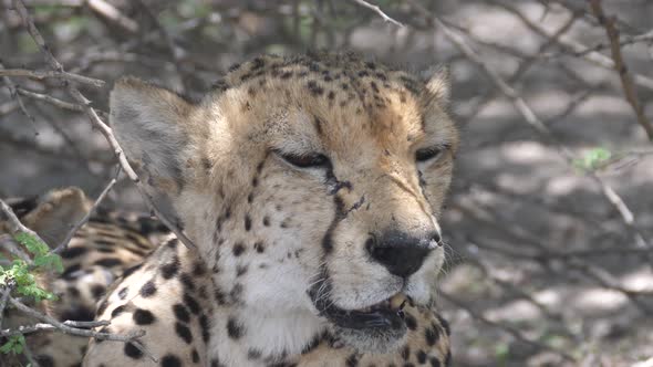 Close up from a cheetah resting under bushes alt