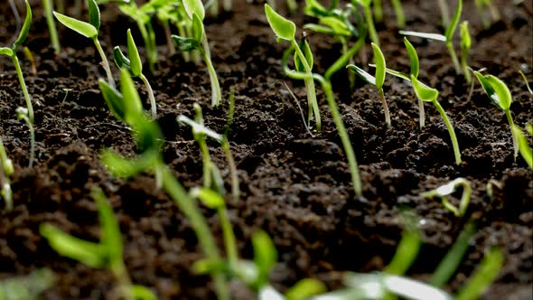 Green Shoots Germinate and Reach for the Sun