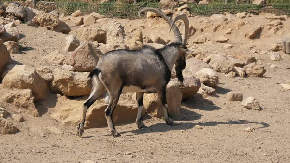 Large Goat with Long Horns Walking Among Stones in a Zoo on Sunny Day in Summer