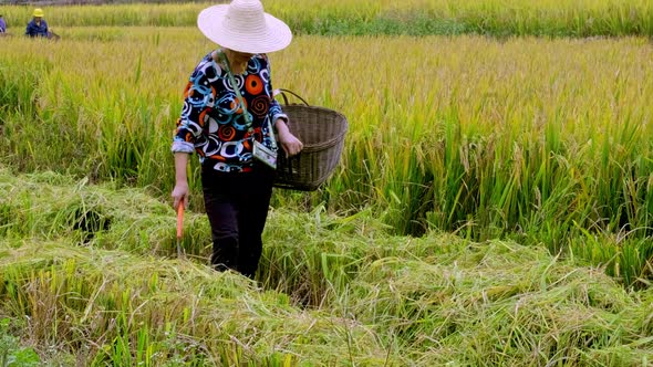 CHENZHOU CHINA  October 06 2021 Harvester is Harvesting Ripe Paddy