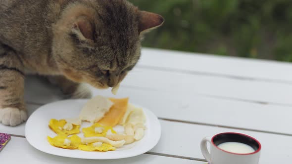 Cat Eats Cheese Sitting on the Table