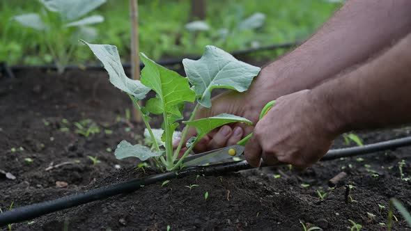 Hands of man working in the garden. Pruning vegetables alt