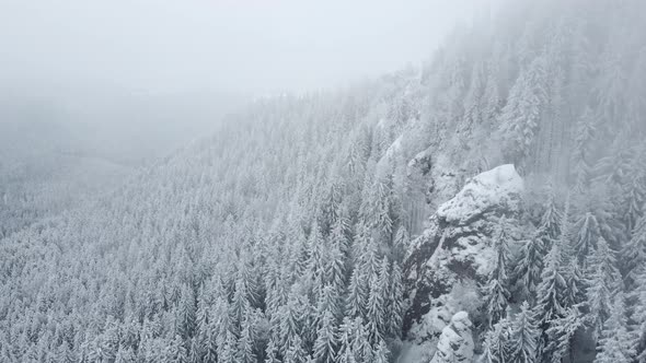 Aerial drone view of beautiful winter scenery in the mountains with pine trees covered with snow.