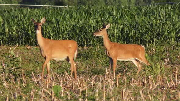 White Tailed Deer On A Field