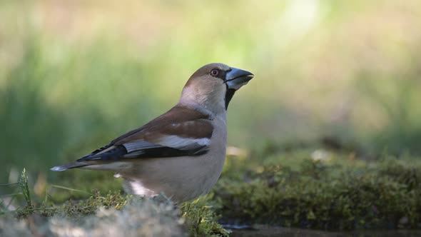 Hawfinch Coccothraustes coccothraustes. In the wild alt