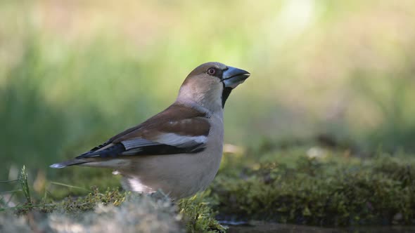 Hawfinch Coccothraustes coccothraustes. In the wild