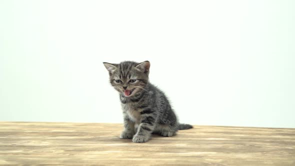 Striped Kitten Scottish Straight Meows . White Background alt
