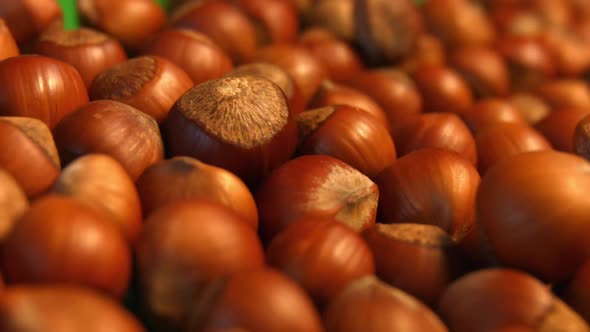 Hazelnuts on Green Background alt