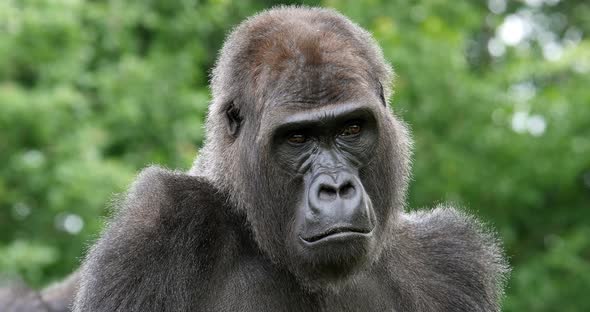 950003 Eastern Lowland Gorilla, gorilla gorilla graueri, Portrait of Female, real Time 4K alt