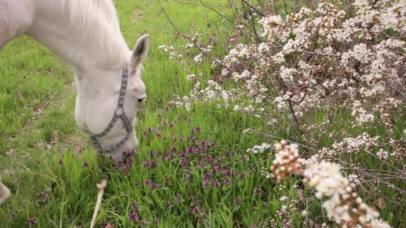 A White Horse Eats Green Grass in the Meadow
