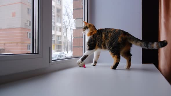 Cute cat playing with a small soft toy on the windowsill