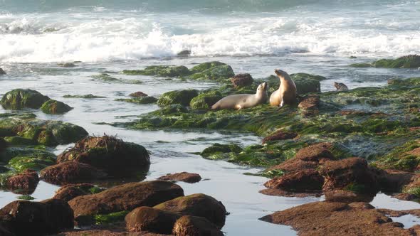 Sea Lions on Rocks in La Jolla. Playful Wild Eared Seals Crawling on Stones and Seaweed. Pacific