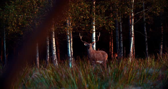 The male deer stands against the background of the forest. A deer with large antlers feeds