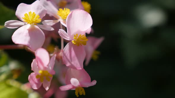 Beautiful pink Wax begonia flowers buds in the garden natural slow tilt 4K 3840X2160 30fps  UltraHD  alt