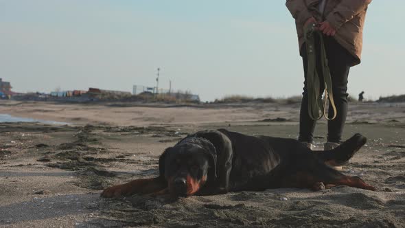 The Dog Somersaults the Beach Near the Sea and the Mistress alt