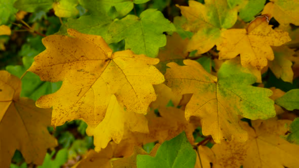 Bright Yellow Maple Leaves on the Tree in Autumn