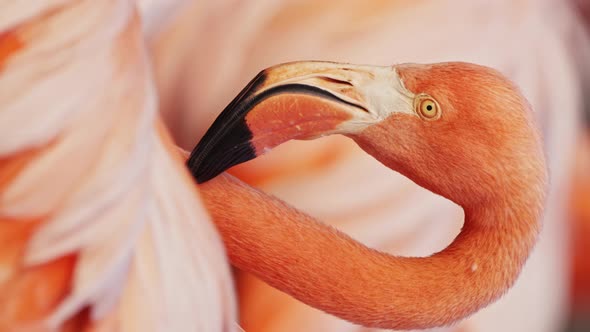 Closeup of American flamingoing neck, beak and head, vertical shot alt