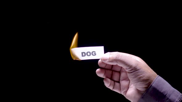 Paper Burning Dog