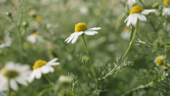 White  common Chamomile  spring flowers slow-mo  1920X1080 HD footage - Shallow DOF Matricaria recut alt