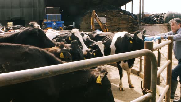 Cattle farmer petting a cow alt