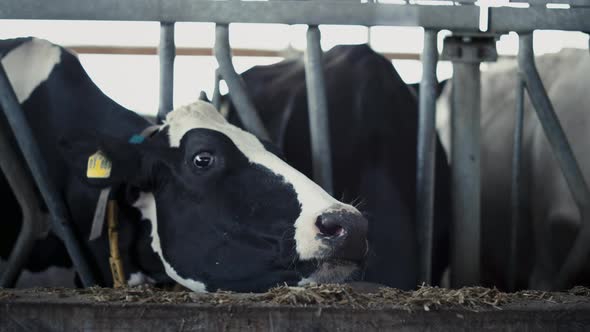 Healthy Cow Eating Straw From Feedlot in Cowshed Closeup alt