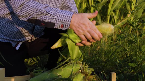 Close Up Front View Farmers Hands Open an Ear of Young Yellow Ripe Corn alt