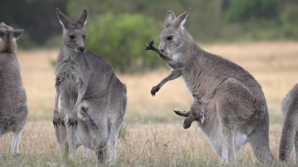 kangaroo licking arm to cool down on a hot day at kosciuszko alt