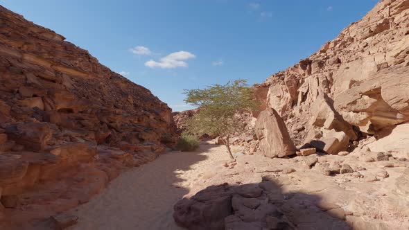 Tree In The Middle Of The Desert In Colored Canyon In Egypt. alt