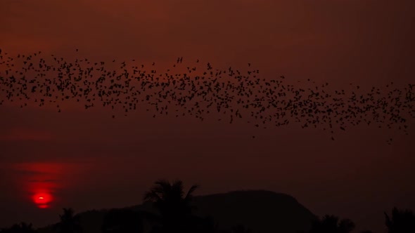 Flight Of Battambang Bat Caves Travelling During Sunset Hunting For Food In Sampeou Mountain, Cambod alt