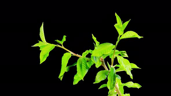Green leaves bloom, time-lapse with alpha channel alt